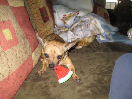 pups Thur 001