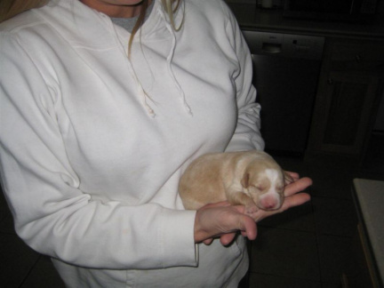 pups Thur 005